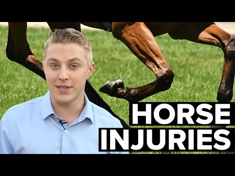 Why are leg injuries so devastating for horses?