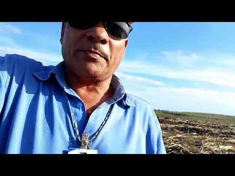 CANAL CICERO PRANCHETA DIRETO DÁ USINA BIRITINGA MESSIAS AL DIA 21 11 25 