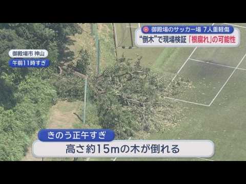 YouTube Video 原因は「根腐れ」か…倒木で7人重軽傷事故で警察が現場検証　「木は根元から倒れていた」　『逃げろ！危ない！』…現場の生々しい証言も