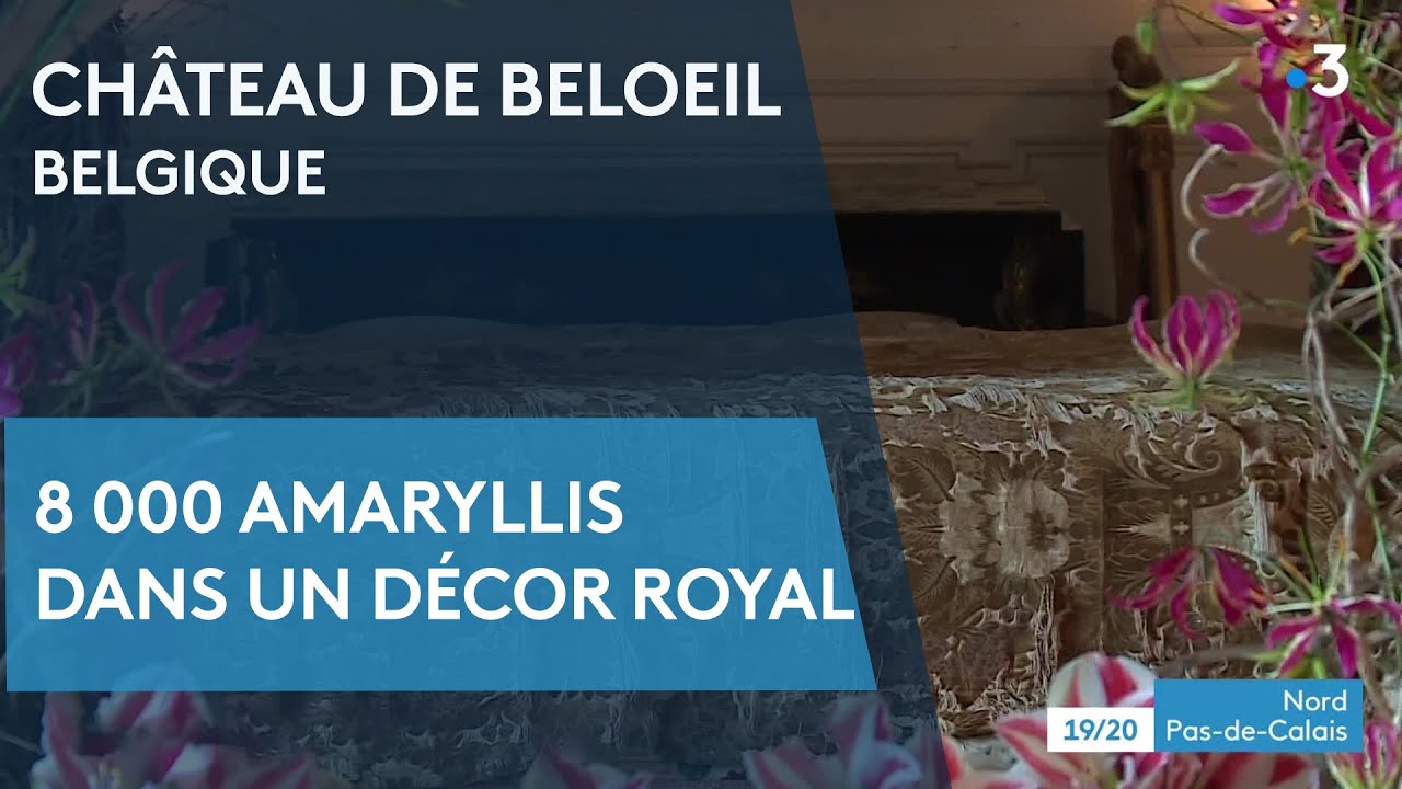 Concours floral au Château de Beloeil à Mons (Belgique) : 8000 amaryllis dans un décor royal