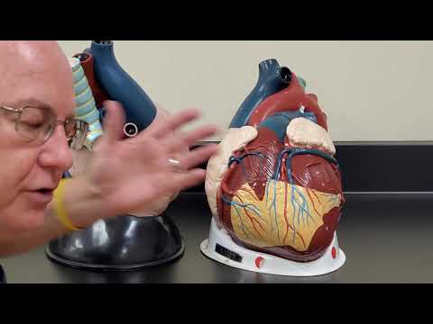 Professor Long 2402 Lab 2.3 Heart Anatomy