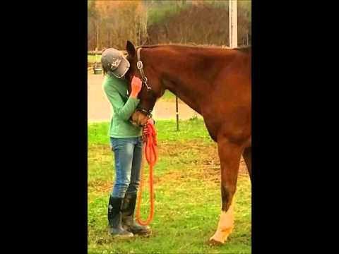 Flurry's Hope  2015 - 2016