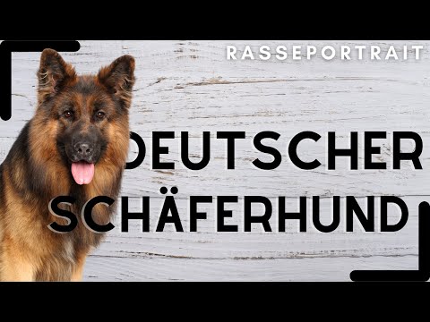 Deutscher Schäferhund - Ursprung, Charakter & Haltung