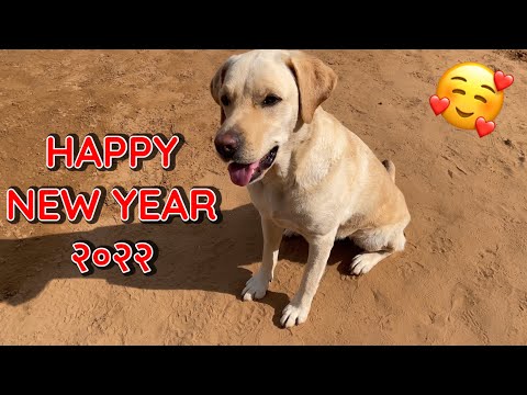Happy New Year 2022 || Dog Can Talk Teaser || Jimmy The Labrador | Hamari Fur Family