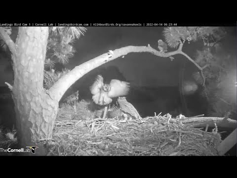 Savannah GHO Nest - Papa Owl delivers breakfast