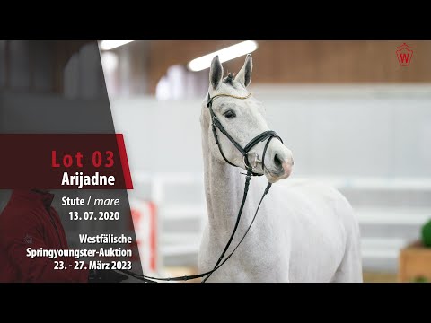 Springyoungster Auktion Lot 03 Arijadne Stute v.  Aviador - Cornado I
