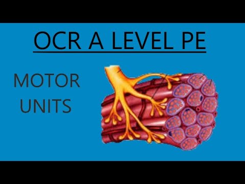 OCR A Level PE - Motor Units