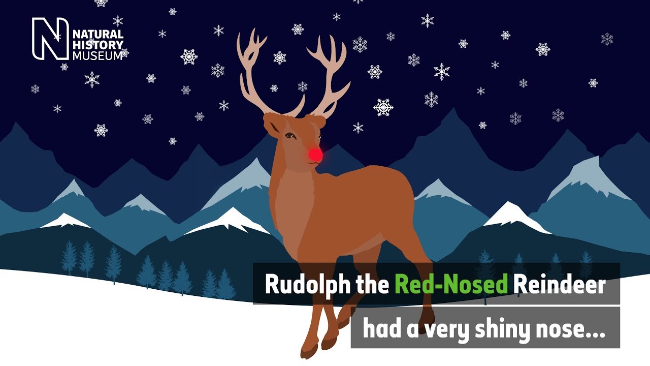 Why Does Rudolph Have A Red Nose Natural History Museum