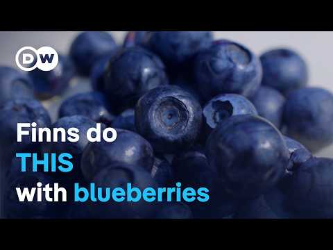 Why Finns are obsessed with blueberries