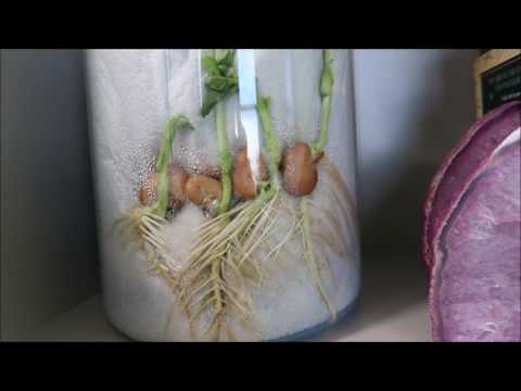 Geotropism -  Plants Defying Gravity