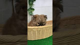 ハーフ犬の動画01