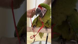How to Put an Aviator Harness Leash on a Macaw