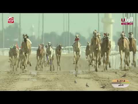 ش 2 الخنجر (الخفجي) لـ عبدالعزيز موسى عبدالعزيز الموسى 12:02:87 مهرجان الأمير الوالد 2026/2/10 ثنايا