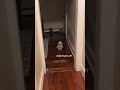 Playing Lights Out With My Skinwalker Dog