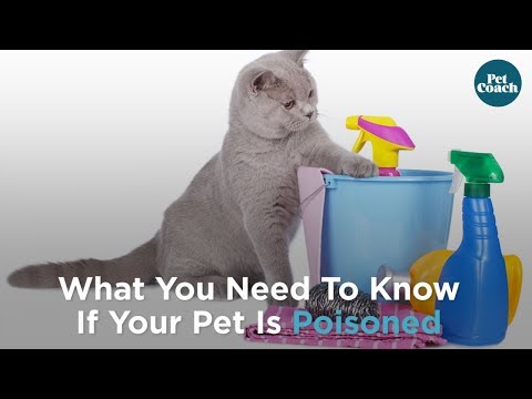 What You Should Know and Do if Your Pet is Poisoned