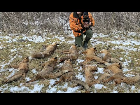 Baujagd, Fox Hunting, 9 auf einen Streich