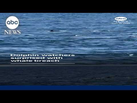 Dolphin watchers surprised with whale breach
