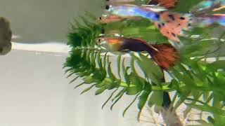 [問題] 迴光返照？