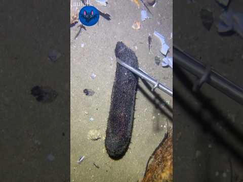 මුහුදෙ ඉන්න අභිරහස් ජීවියෙක් 🔥💔 #interestingfacts #trending #facts #educationalvideo