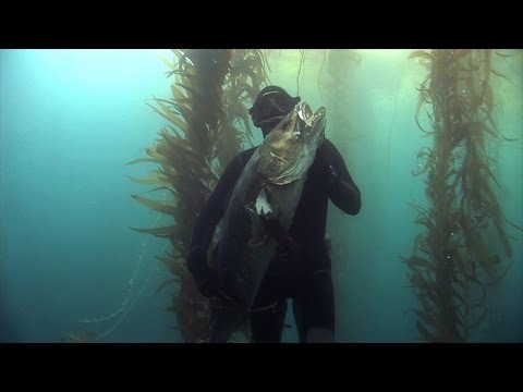 White Sea Bass Spearfishing with Terry Maas