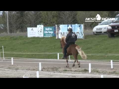 Jarl frá Árbæjarhjáleigu og Skýr frá Skálakoti