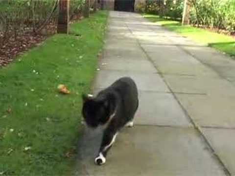 Number 10 welcomes Sybil the cat