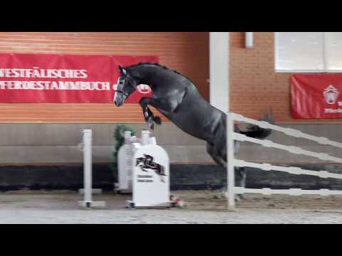 08 Hengst / Stallion v. Air Jordan - Cornet Obolensky