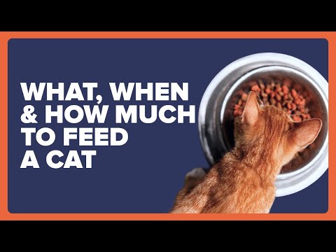 What, When and How Much Food Should I Feed My Cat?