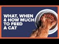 What When And How Much Food Should I Feed My Cat