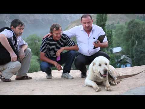 Barfak- famous and well-known aboriginal Tajik shepherd dog