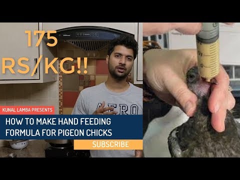 download lagu mp3 mp4 Baby Pigeon Food Recipe, download lagu Baby Pigeon Food Recipe gratis, unduh video klip Baby Pigeon Food Recipe