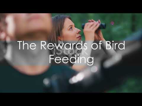 How to Feed Birds - Ultimate Guide