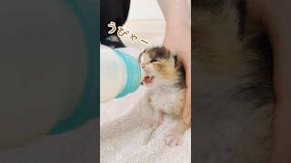 子猫のかわいいミルクを飲んでいる動画｜子猫は世界を測っている｜小さな動きに成長がつまっている【保護猫生活】