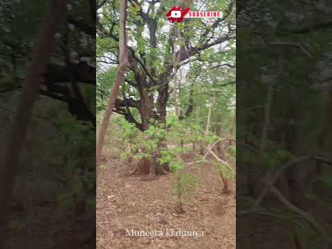 For a minute there, I lost myself!🌳🍃||#muneerakiduniya #ytshorts #peace #village #vacation