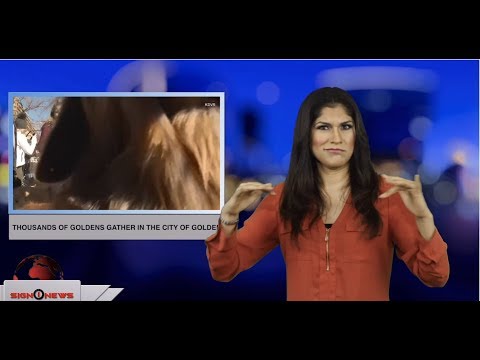 Thousands of Goldens gather in the City of Golden (ASL - 2.4.19)