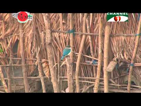 Nature and Life   Episode 31 Kingfishers and Seagulls