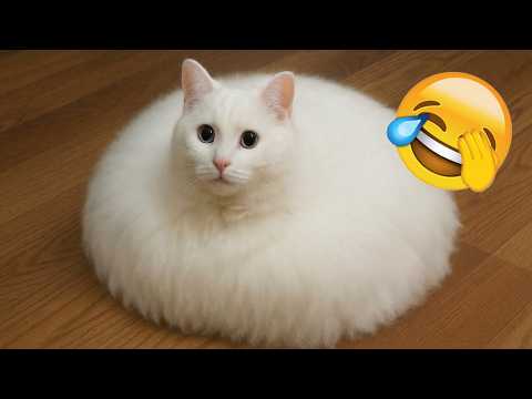 Most Watched Funny Cat Compilation of 2026 😹🤣