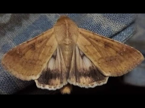 Moth- Helicoverpa sp./ Helicoverpa armigera/ (Lepidoptera: Noctuidae)