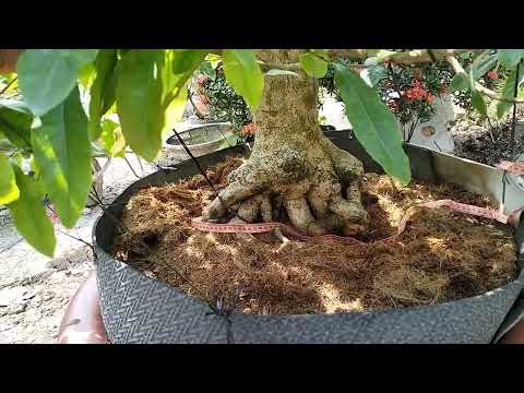 bán cây Mai vàng lùn lực đế đẹp.giá  cô chú hợp ý LH 0979369780(đã bán)