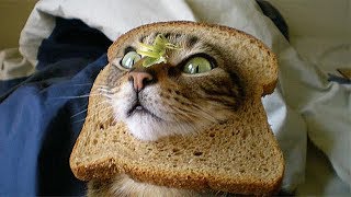 Я РЖАЛ ПОЛ ЧАСА / СМЕШНЫЕ ЖИВОТНЫЕ , КОТЫ СОБАКИ И ДРУГИЕ