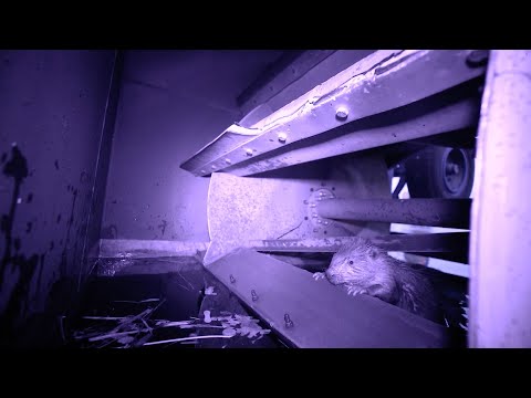 Wien hat viele Biber! Preisgekrönter Kurz film für Kinder