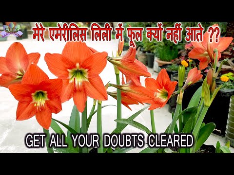 The secret of getting flowers in Amaryllis lily || Why doesn't Amaryllis lily flower?