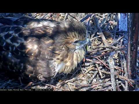 Cornell Hawks Cam Gets Up Close With Fledgling "J3" – June 16, 2020