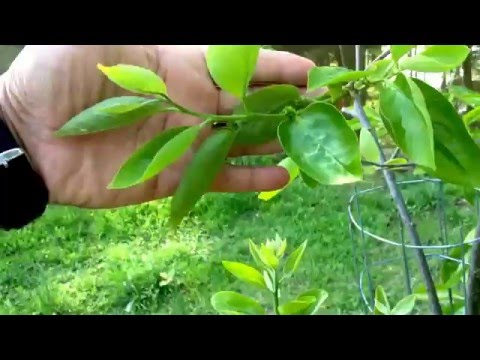 Blütezeit des Fuyu-Kakibaums im frühen Frühling