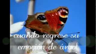 Esta primavera - Silvio Rodriguez - Mariposas