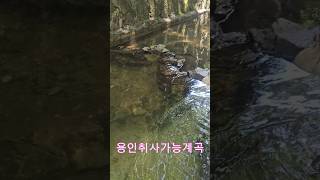 하뫼울계곡 #여행 #용인근교계곡#취사가능계곡