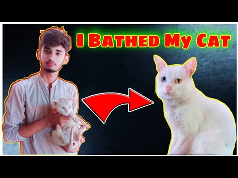 I Bathed My Cat | Sajid Aleem Official