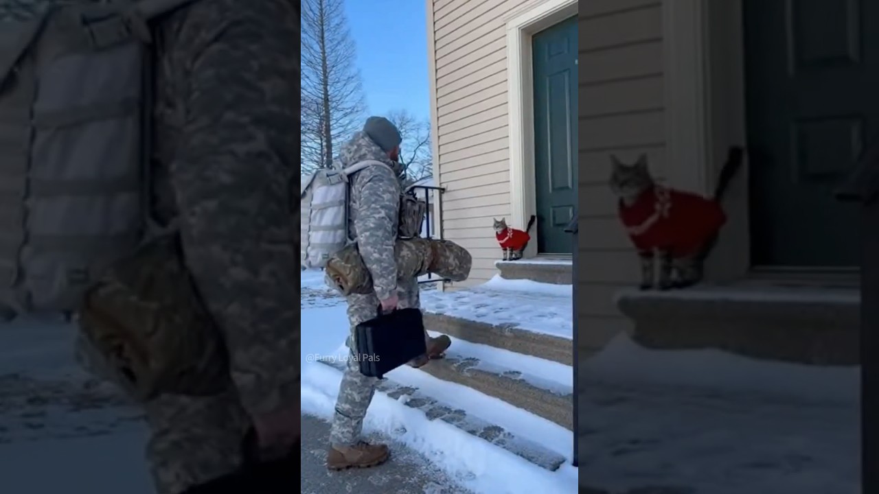 😻🐈‍⬛ Cat in sweater argues with Soldier Dad! #cat