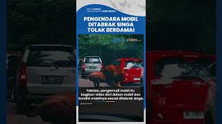 Pengendara yang Mobilnya Ditabrak Singa di Taman Safari Tolak Berdamai seusai Videonya Viral