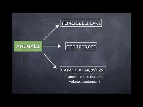 IL REGNO DEGLI ANIMALI PRIMA PARTE. PORIFERI, CELENTERATI, ECHINODERMI